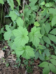Eriocapitella vitifolia