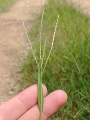 Digitaria ischaemum