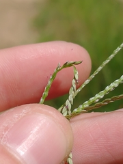 Digitaria ischaemum
