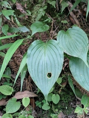 Hosta ventricosa
