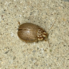Paropsis omphale