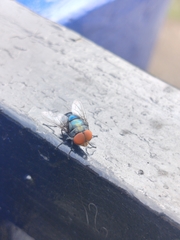 Chrysomya megacephala