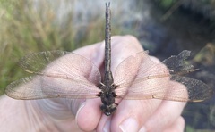 Boyeria vinosa