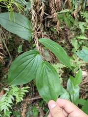 Tricyrtis macropoda