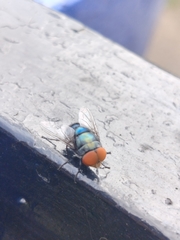 Chrysomya megacephala