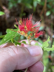 Metrosideros collina