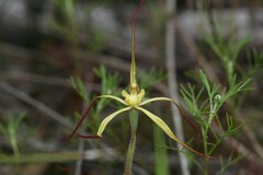 Caladenia xantha