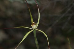 Caladenia xantha