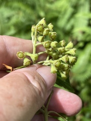 Metrosideros collina