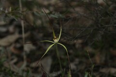 Caladenia xantha