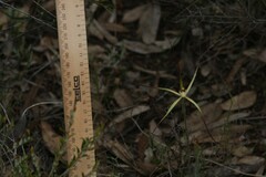 Caladenia xantha