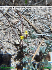 Acmispon decumbens