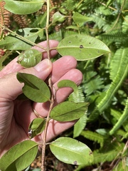 Metrosideros collina