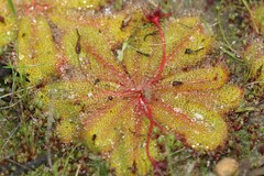 Drosera bulbosa