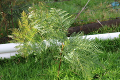 Pteridium esculentum