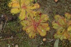 Drosera bulbosa