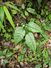Tetrastigma hemsleyanum