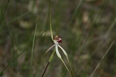 Caladenia × cala