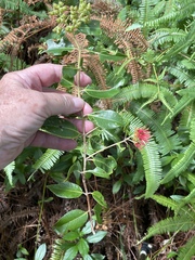 Metrosideros collina