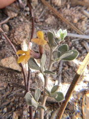 Acmispon decumbens