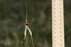 Caladenia × cala