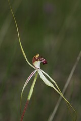Caladenia × cala