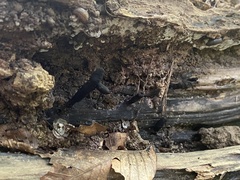 Xylaria corniformis