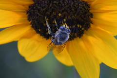 Anthophora montana