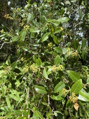 Metrosideros collina