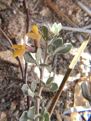 Acmispon decumbens