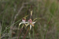 Caladenia longicauda