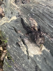 Xylaria corniformis