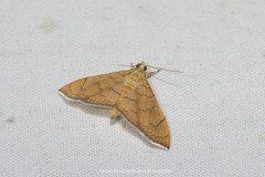 Hyalobathra opheltesalis