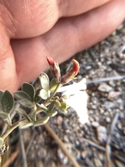 Acmispon decumbens