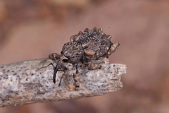 Ectatorhinus adamsii