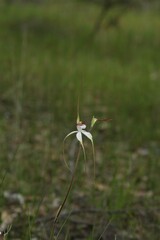 Caladenia longicauda