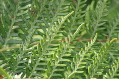 Pteridium esculentum