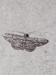 Anavitrinella pampinaria