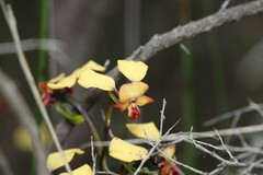 Diuris brachyscapa