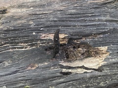 Xylaria corniformis