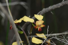 Diuris brachyscapa