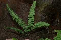 Adiantum aleuticum
