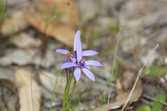 Pheladenia deformis