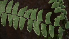 Adiantum aleuticum