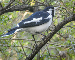 Grallina cyanoleuca