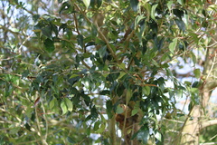 Syzygium australe