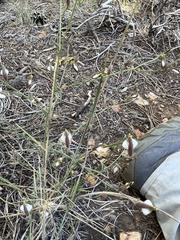 Cordylanthus nevinii