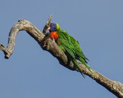 Trichoglossus moluccanus