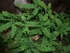 Adiantum aleuticum