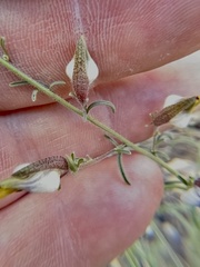 Cordylanthus nevinii